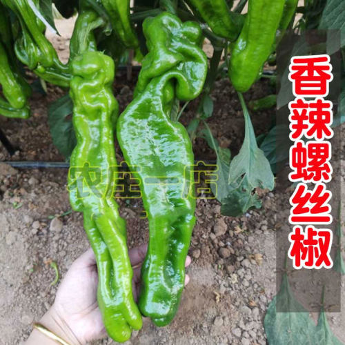 螺丝椒种子春夏秋辣味大面积辣椒