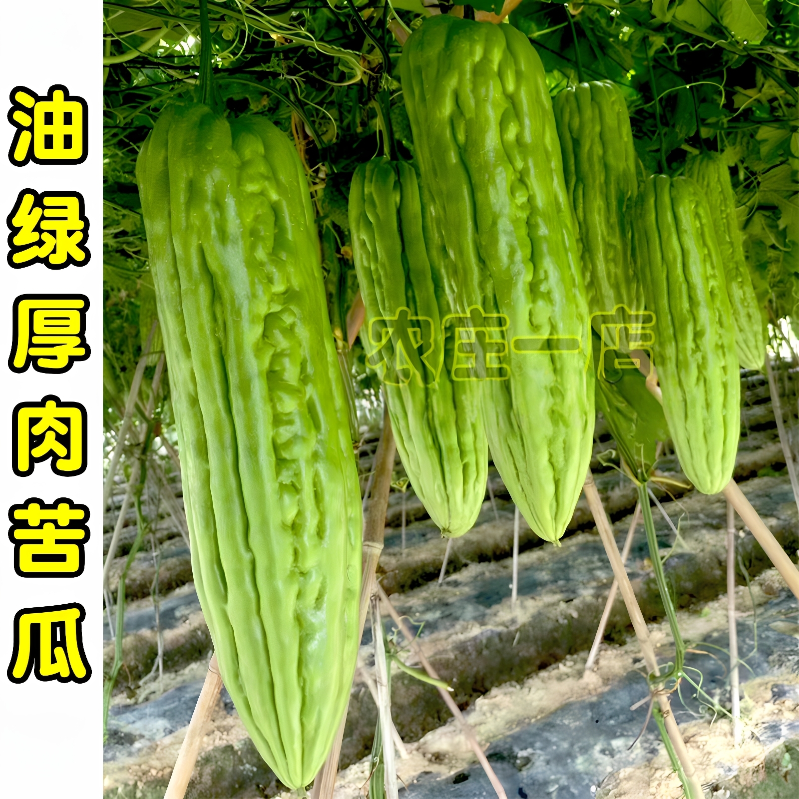 油绿苦瓜种子厚肉高产长绿条味香春夏秋四季蔬菜种籽大田特大瓜孑