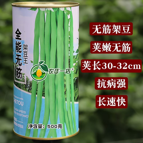 无筋架豆种子豆角种籽高产抗病强