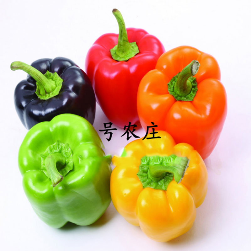 五彩甜椒家庭盆栽观赏四季种子籽