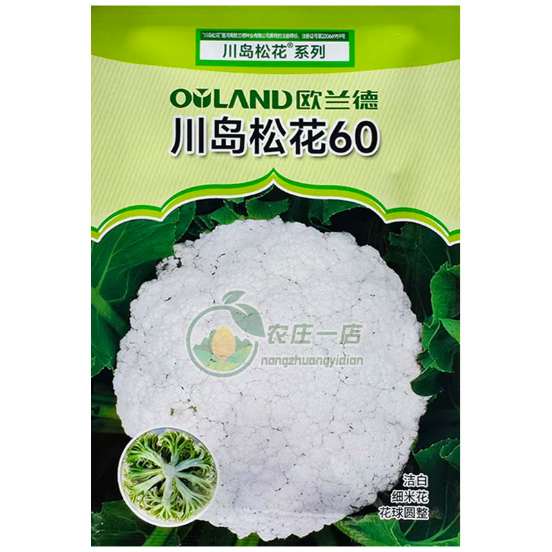 杂交早熟松花菜种子籽川岛松花菜