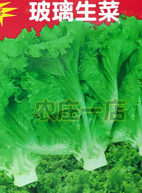 脆甜玻璃生菜种子沙拉青菜脆嫩品种春播夏播蔬菜种籽四季播生菜孑