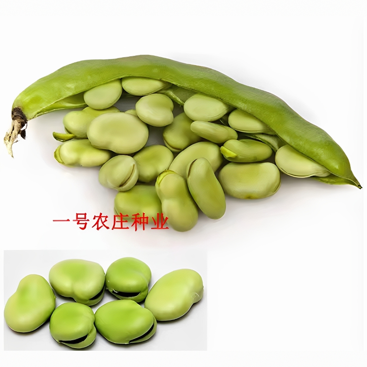 大蚕豆种籽种子特大高产农家蔬菜