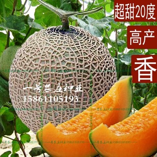 播水果哈蜜瓜甜瓜香西瓜陽臺蔬菜種籽正品 新疆網(wǎng)紋哈密瓜種子四季
