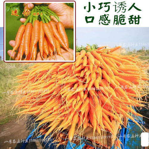 拇指迷你胡萝卜种子籽好吃老品种