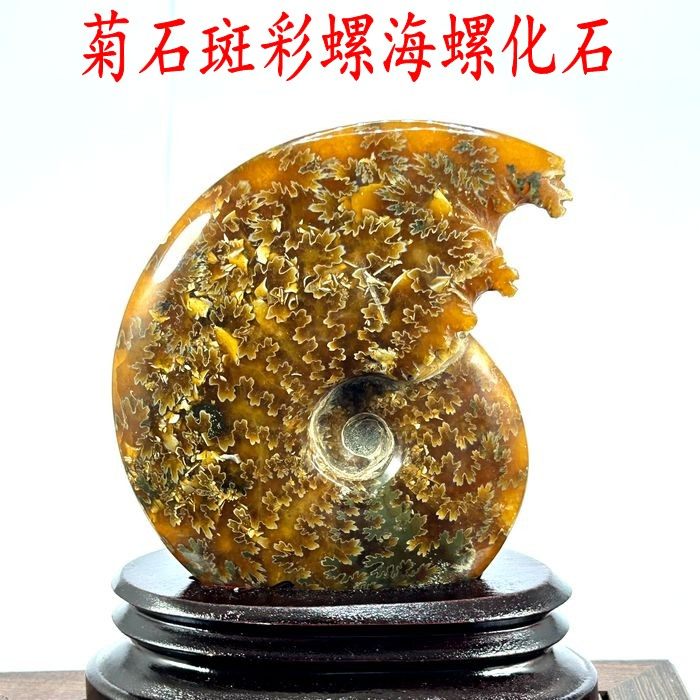天然海螺化石马达加斯加玉化斑彩螺化石海螺菊石原石装饰标本摆件