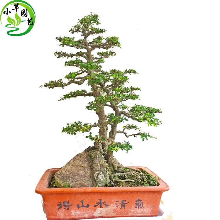 沭阳盆景原生抱石老桩榆树连体双杆精品古桩适合客厅阳台庭院气派