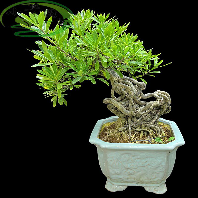 精品栀子盆景海星栀子花根艺造型老气漂亮四季常青开花结果香花类