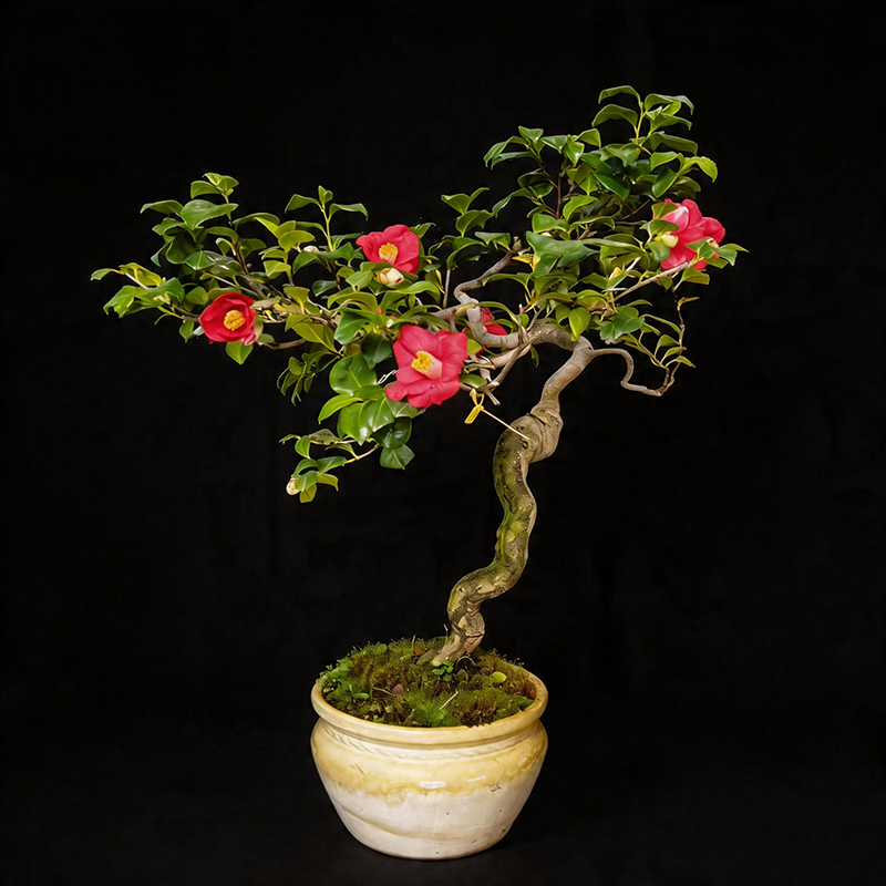 精品进口茶花盆景原生老桩熊谷稀有品种花姿华贵观赏价值拉满