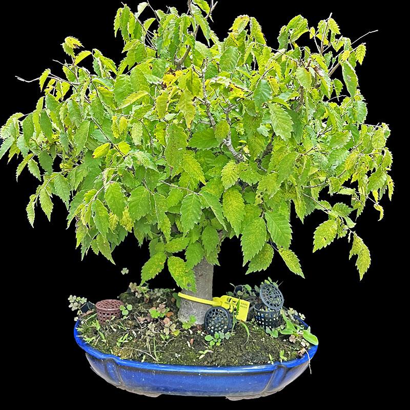 榉树大树型老气漂亮原盆进口