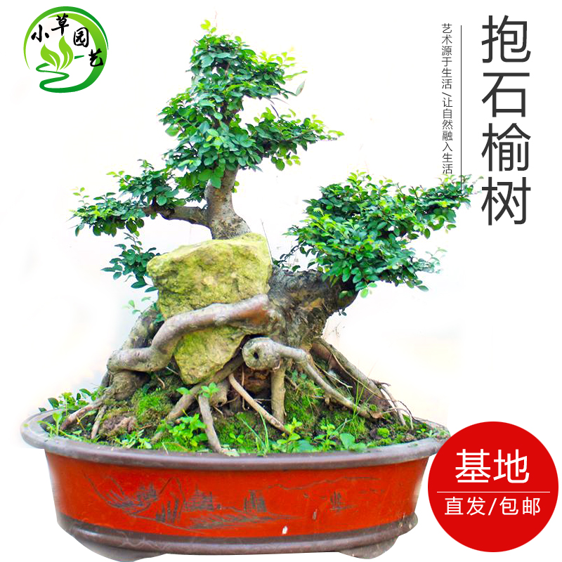 奇特抱石榆盆景石头榆树自然生长愈合成型精品原生古桩气派非凡