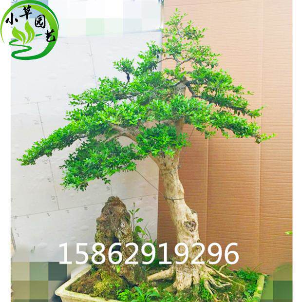 实拍造型黄杨盆景 瓜子黄杨桩 漂亮好养易修剪高档黄杨盆景