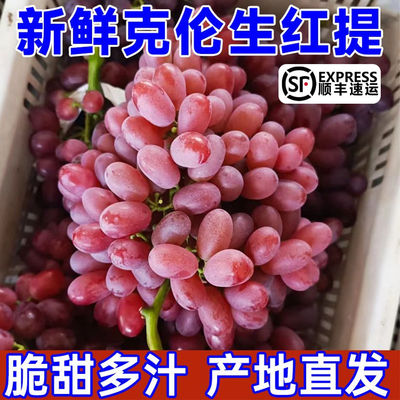 新鲜克伦生葡萄红提子四川大凉山当季水果无籽脆甜现摘产地直发