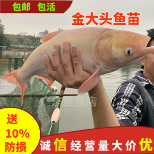 金大头红大头鱼苗黄金花鲢鳙鱼淡水养殖活体胖头鱼观赏鱼花莲