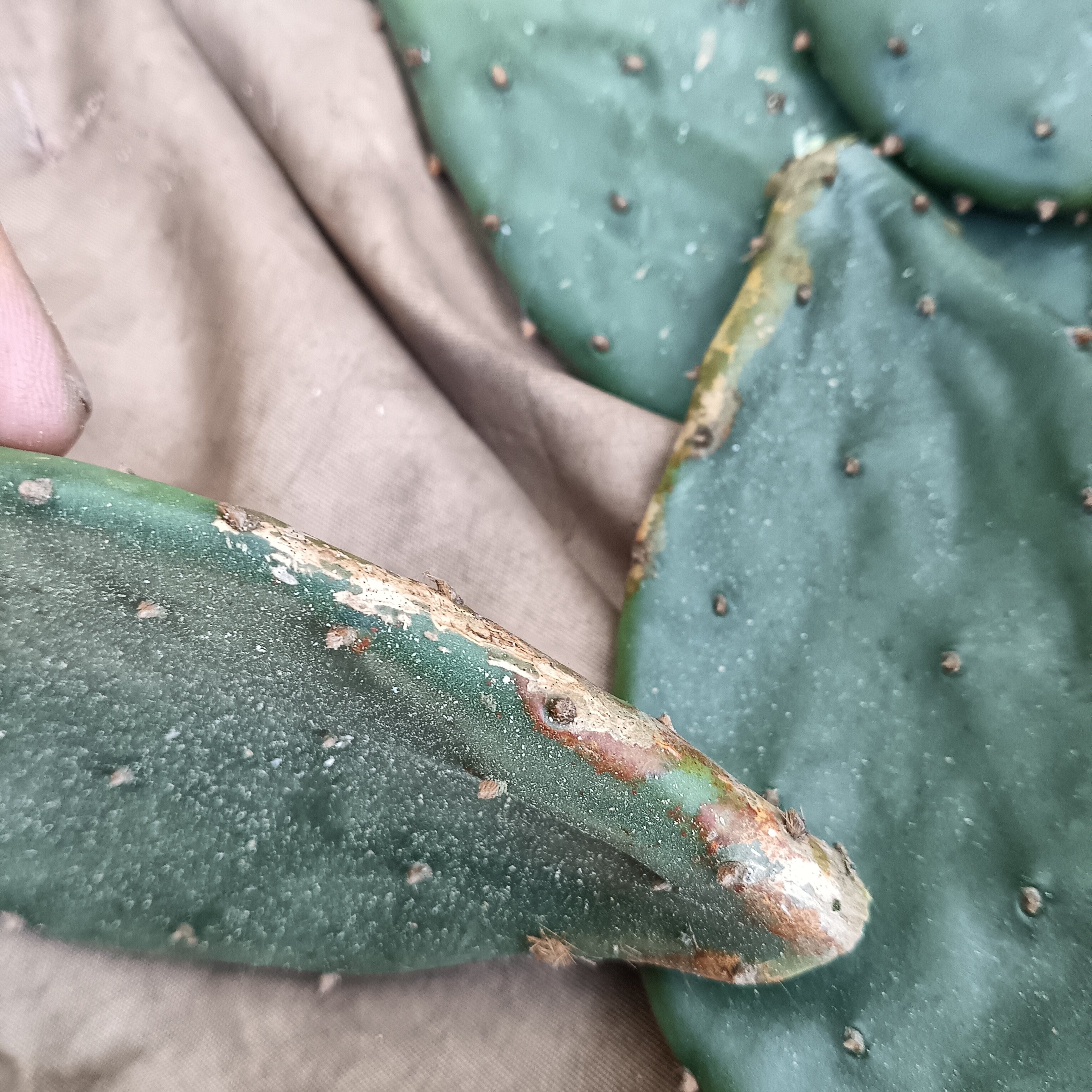 新鲜单片药用 仙人掌 5年至1