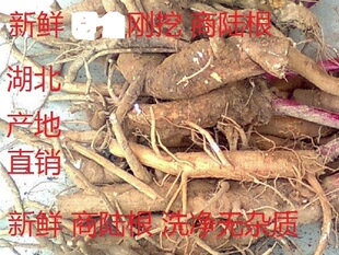 新鲜商陆根,章柳猪母耳草根 大别山中药材1000克包邮