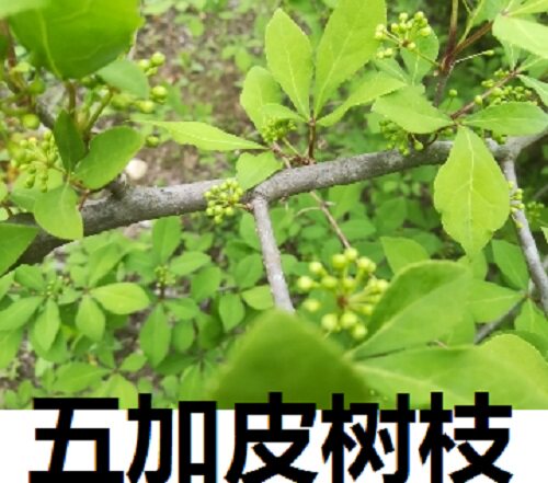 五加皮树枝叶大山内新鲜刺五加坎拐棒子500克中药材包邮
