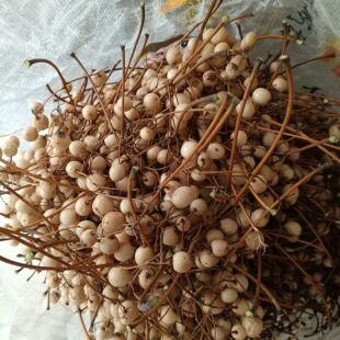 苦楝子，苦楝树果子，有柄一串串果子500克中药材川楝子