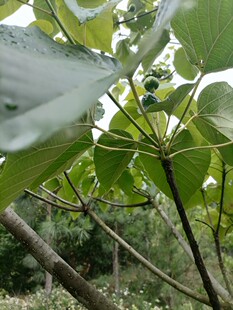 新鲜桐子树枝油桐树棍子切段中药材500克包邮另有油桐树根