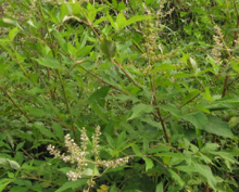 新鲜黄荆条根牡荆根 五指柑根 中药材500克包邮默认发黄荆根部