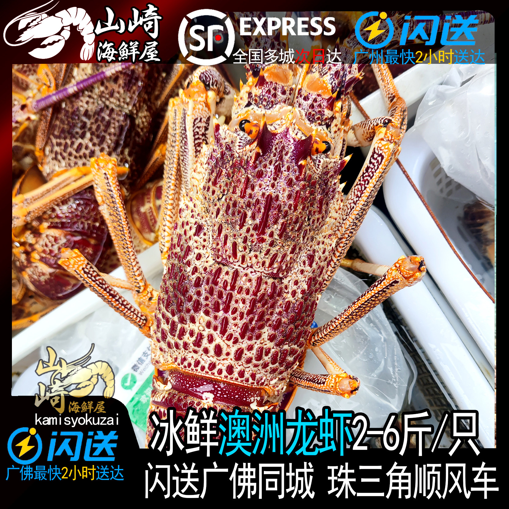 冰鲜大澳龙鲜活冷冻澳洲大龙虾特大海鲜水产2-6斤广东省1只包邮