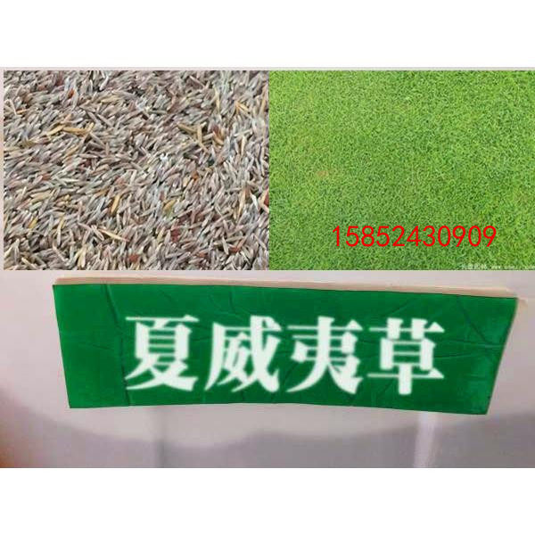 夏威夷草坪种子 耐高温草坪 夏威夷草籽 私家别墅草坪种四季播种