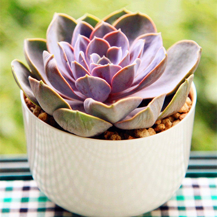 多肉大棚繁殖基地直供呆萌多肉植物 紫珍珠 肉肉多浆绿植室内盆栽