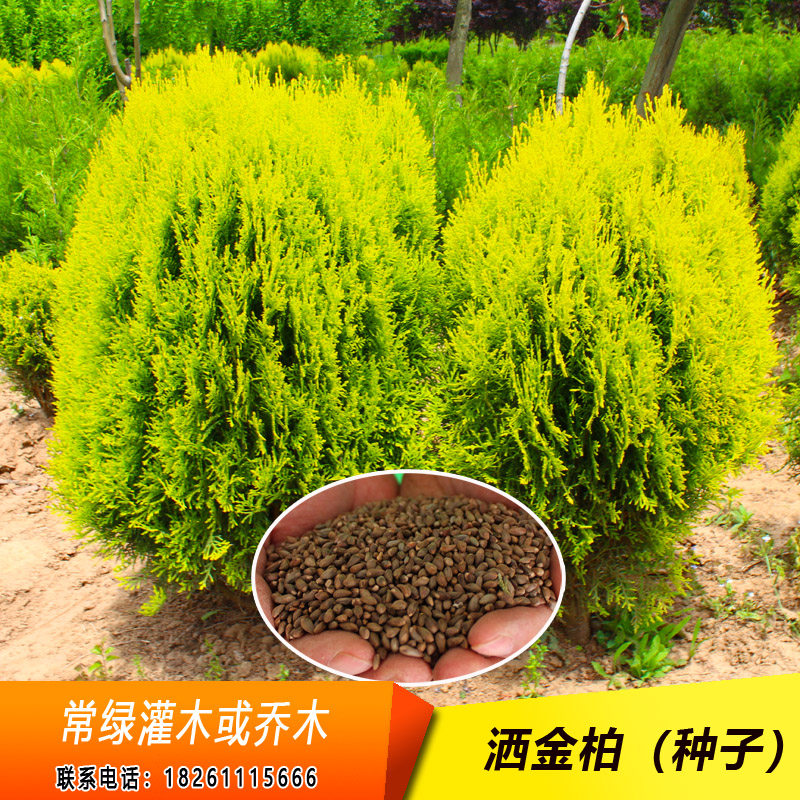 洒金柏种子黄头柏种子圆柏种子洒金柏是彩叶树种庭院观赏灌木种籽