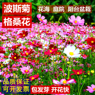 波斯菊花种子格桑花百日草种籽野花组合种子庭院盆栽四季开花易活