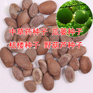 中草药种子 瓜蒌种子 栝楼种子 野葫芦种子阳台绿色植物创意盆栽