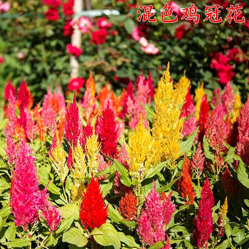 穗状鸡冠种子冠状鸡冠花扇状鸡冠花庭院花园盆栽花种子鸡冠花种子