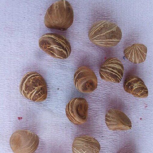 发财树种子 四季室内盆栽种子 花卉绿植盆栽种子招财树种子包邮
