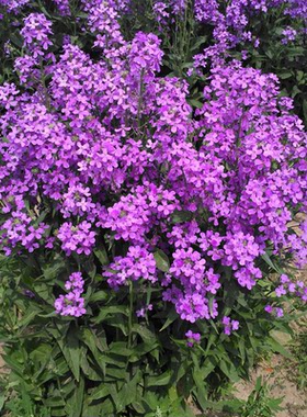 蓝香介花种子欧亚香花芥春秋播室外庭院景观绿化花卉种子观花草花