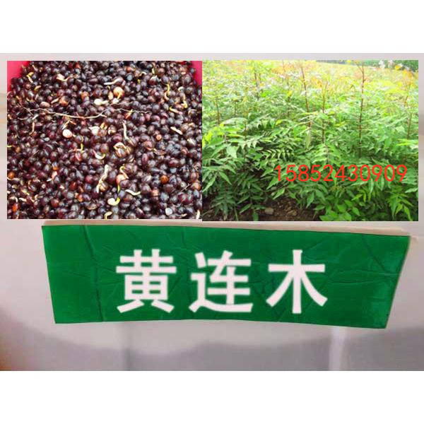 新采一级 黄连木种子 楷木 惜木 绿化行道林木苗木树种子包邮