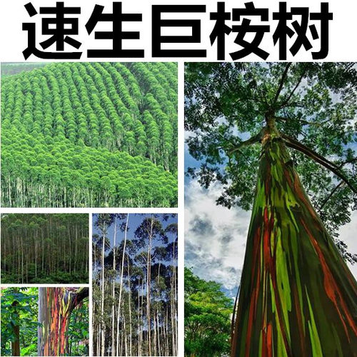 速生桉树种子 巨桉 广林9号 割油桉树杏仁桉种子 巨大树材 桉树籽