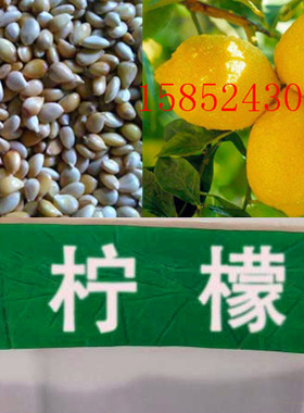 柠檬种子 洋柠檬树种子 益母果 益母子种子 水果种子 果树种子