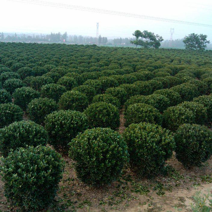 日本黄杨种子 灌木小叶黄杨种子雀舌黄杨金边黄杨瓜子黄杨种子