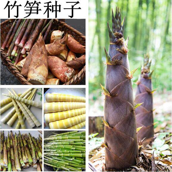 春笋冬笋竹笋种子 小竹笋大毛竹家庭园艺种子