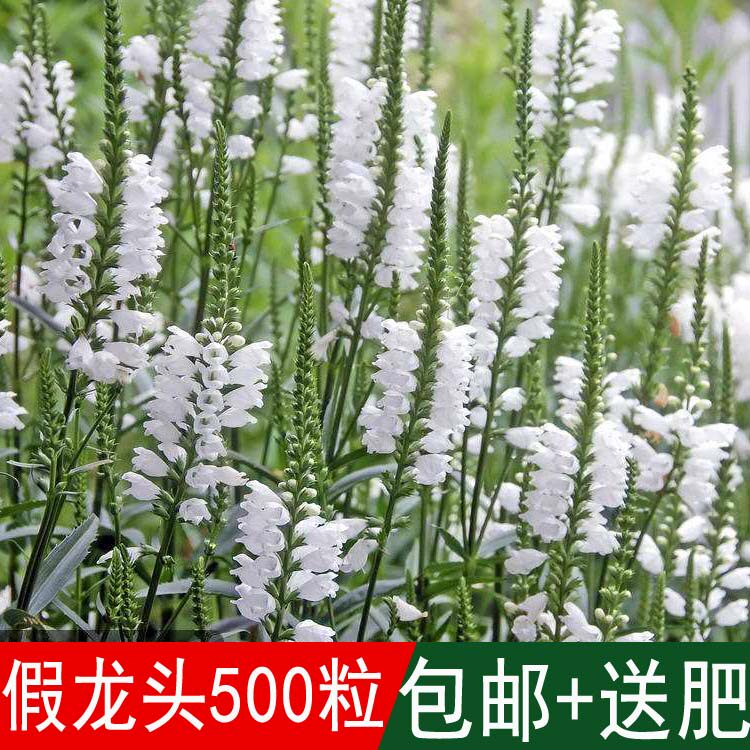观赏花海花草种籽白色假龙头种子囊萼花棉铃花伪龙头随意草一品香