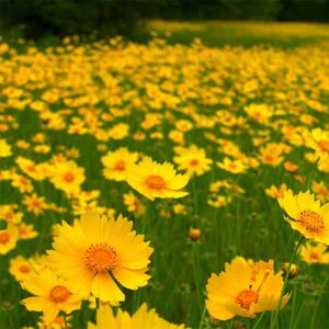 多年生金鸡菊种子春夏播种宿根花卉园林景观绿化工程花草种籽子