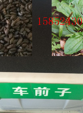 蔬果种子 车前子种子 中药种子 阳台庭院盆栽植物 补骨脂 包邮