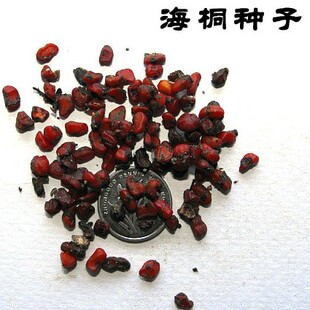 七里香、山矾、山瑞香、宝珠香、海桐花 海桐种子 树种子