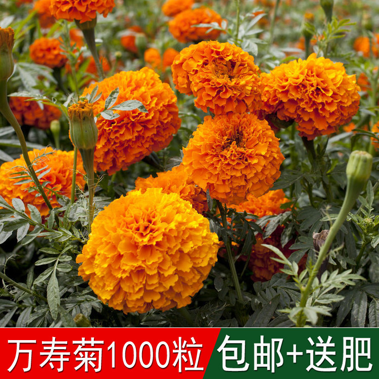 工程四季花海景观种籽橘红万寿菊种子臭芙蓉万寿蜂窝臭菊花金菊花