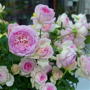 浓香淡紫色切花月季我的美人阳台花园观花盆栽花卉植株矮小四季开