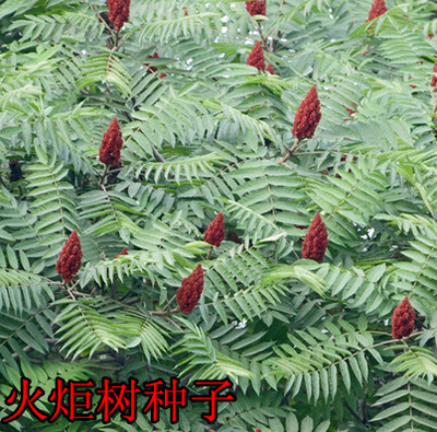 直销新采火炬种子 火炬树种子 鹿角漆种子盐肤木林木种子优惠有货