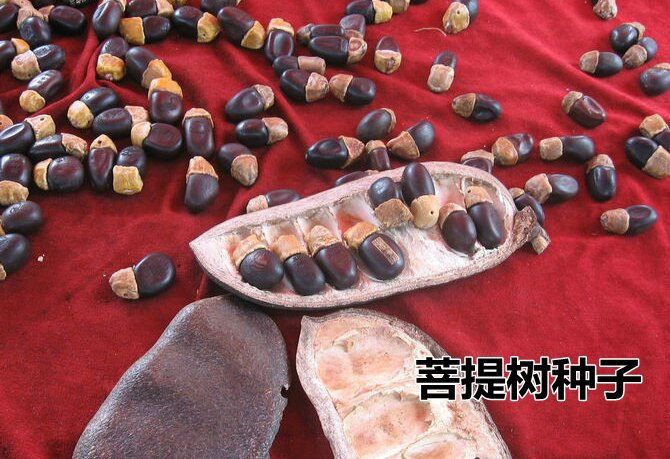 正宗菩提种子　金刚菩提树种子　 可做手链吊坠挂件 林木种子包邮