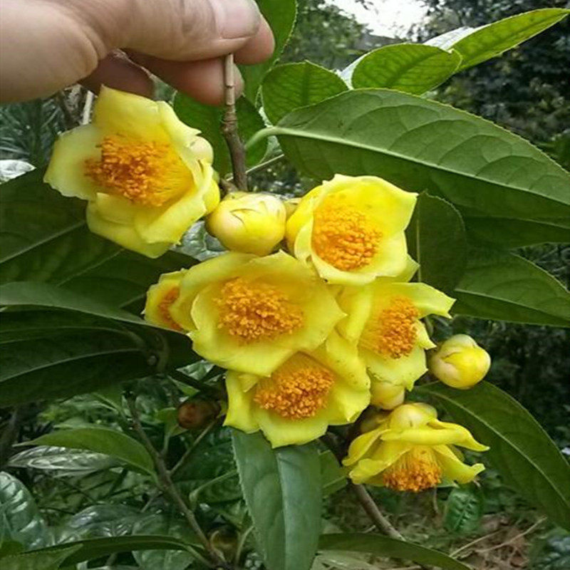 广西防城金花茶原生茶树苗山茶花盆栽珍稀名贵金茶花树苗带花苞邮
