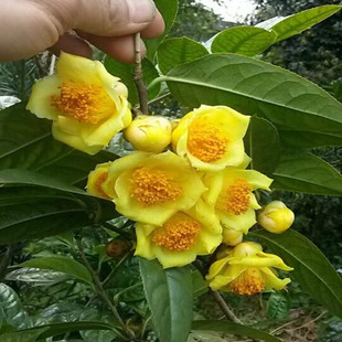 广西防城金花茶原生茶树苗山茶花盆栽珍稀名贵金茶花树苗带花苞邮