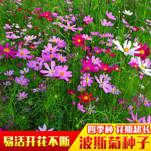 进口四季播种波斯菊格桑花种子野花组合种子绿化工程草花种子易种