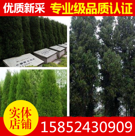 柏树种子 塔柏侧柏 桧柏 龙柏 墓地种植 松树种子 塔柏  洒金柏籽